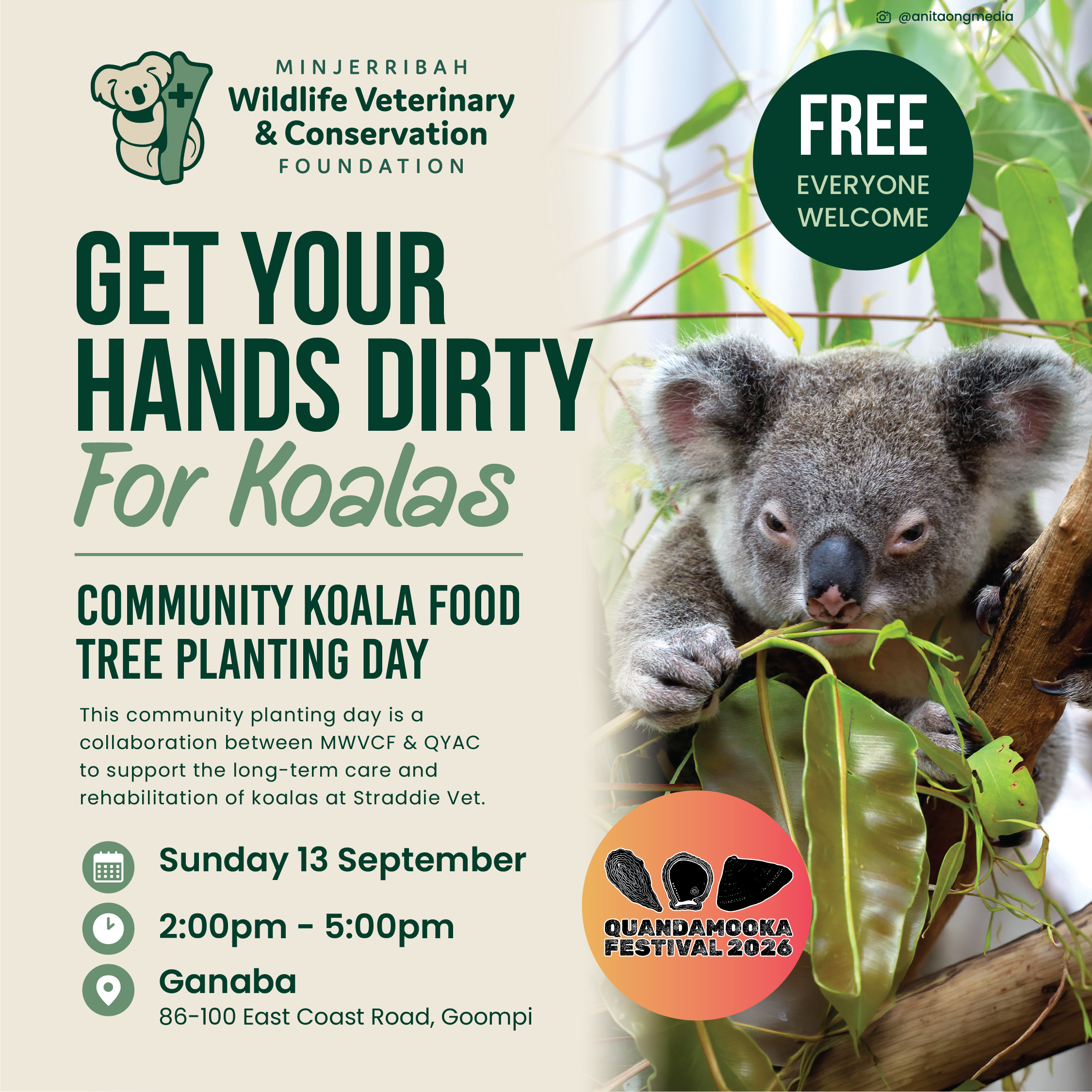 Koala Food Tree Planting Day
