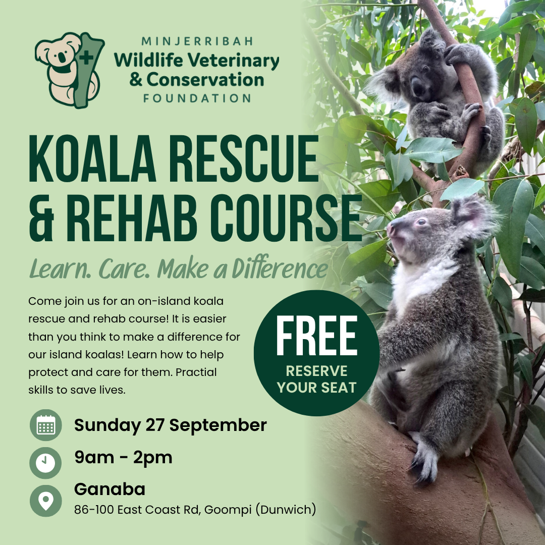 Koala Rescue & Rehab course