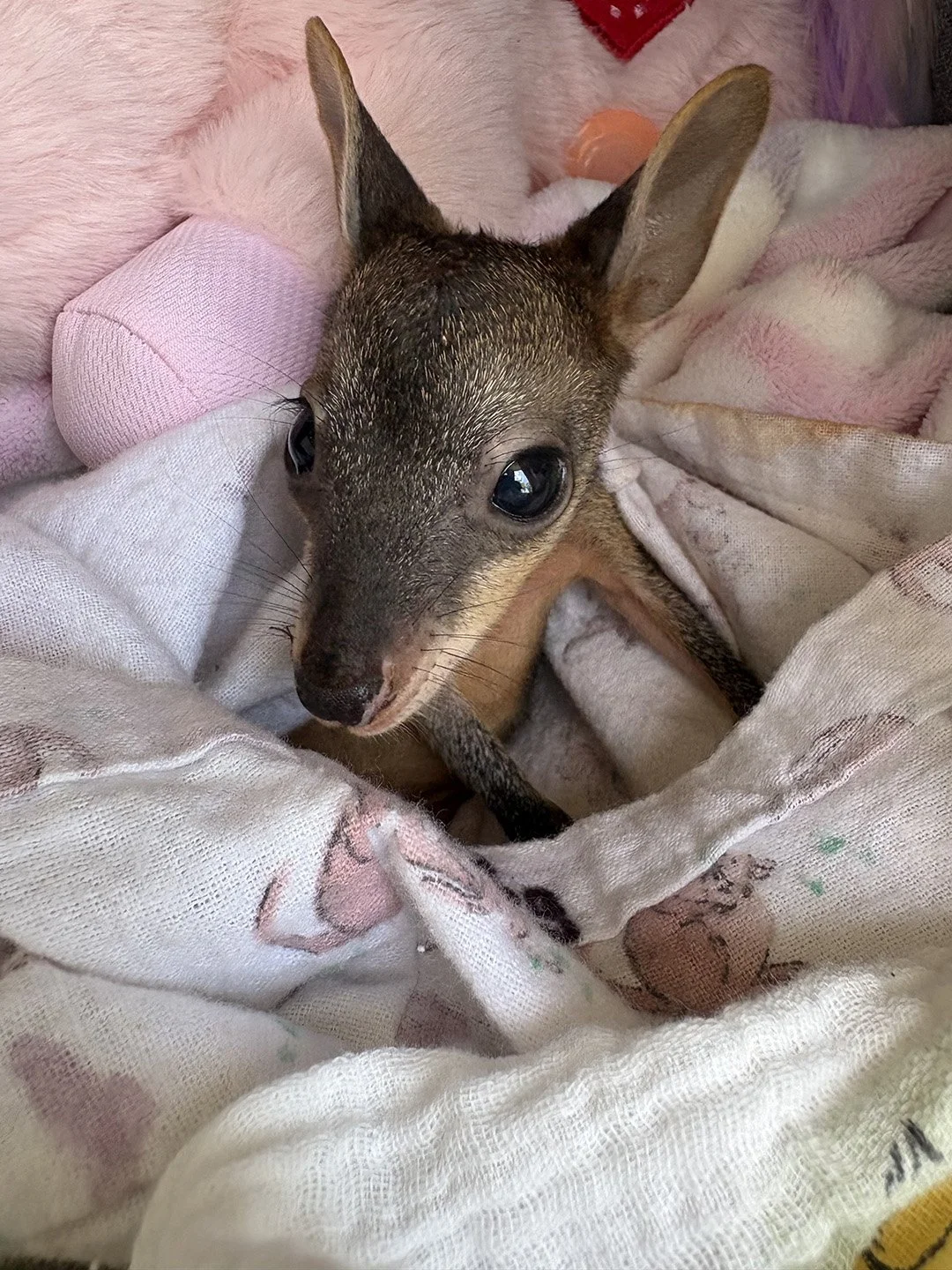 a photograph of a kangaroo joey wrapped in blankets