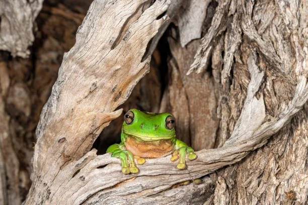 frog 2.jpg