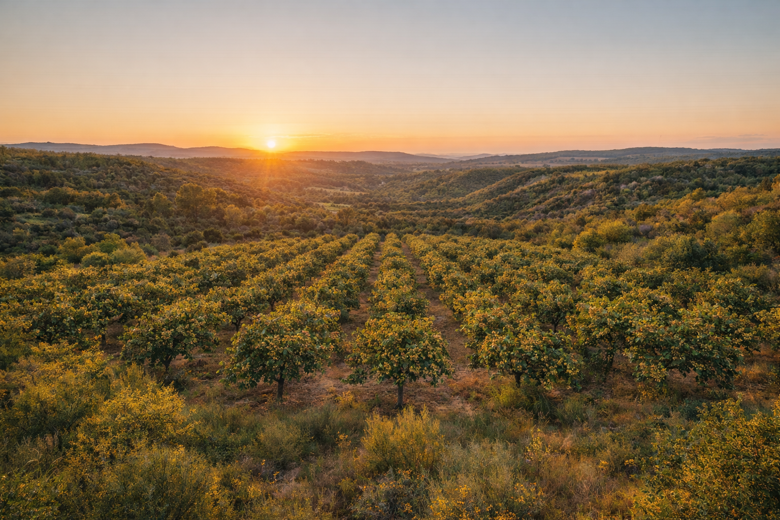 Plantación de pistachos ecológicos al atardecer en paisaje natural del Valle del Cabriel, en Albacete, España