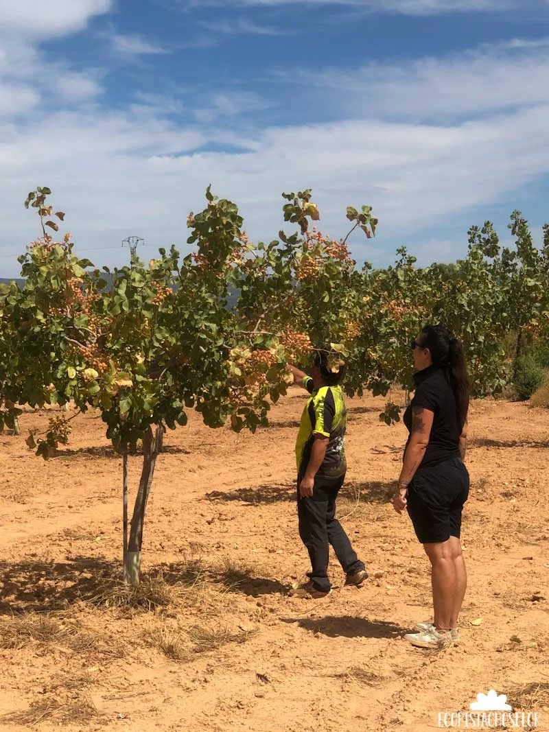 Agricultor enseñando cultivo de pistachos ecológicos en finca sostenible en España