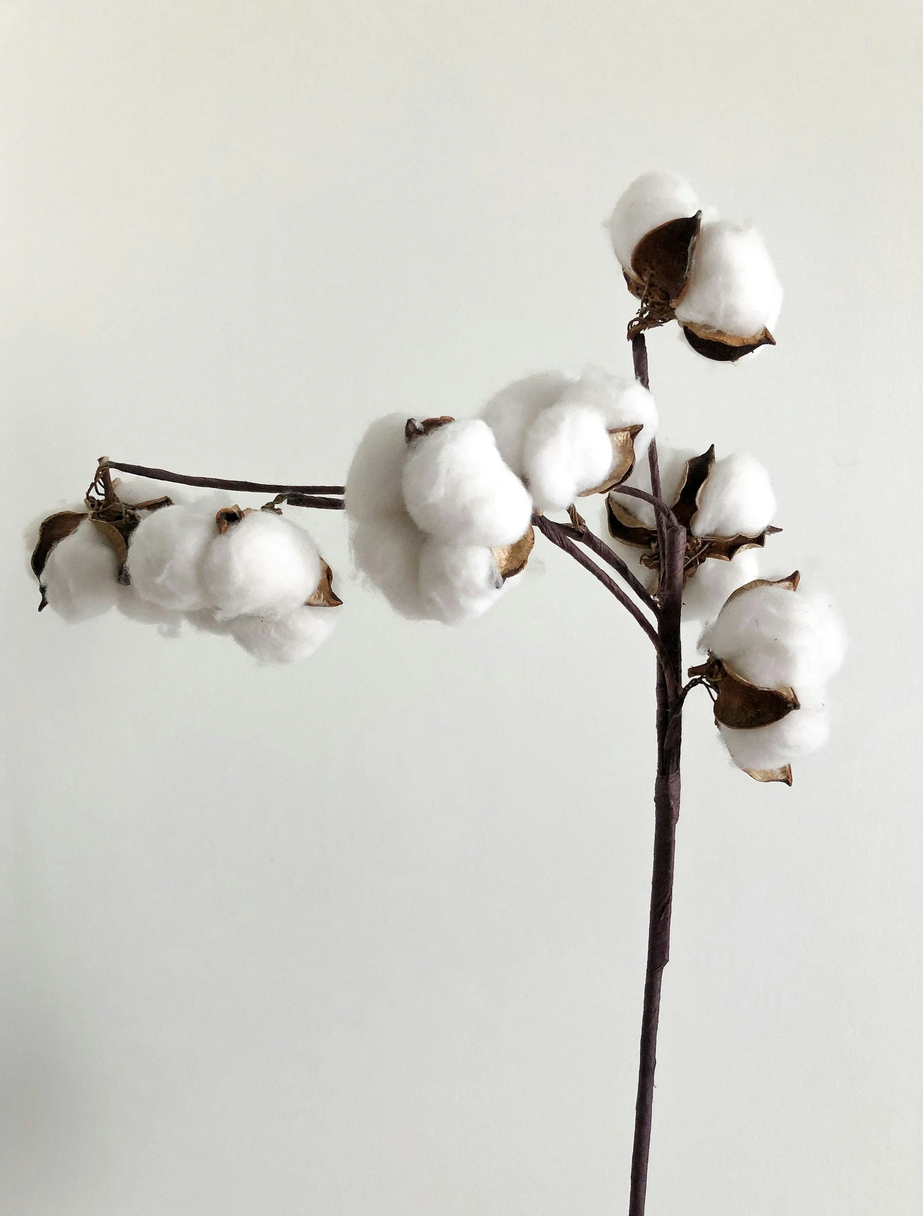 GOTS certified organic cotton production and sourcing for sustainable fashion brands.