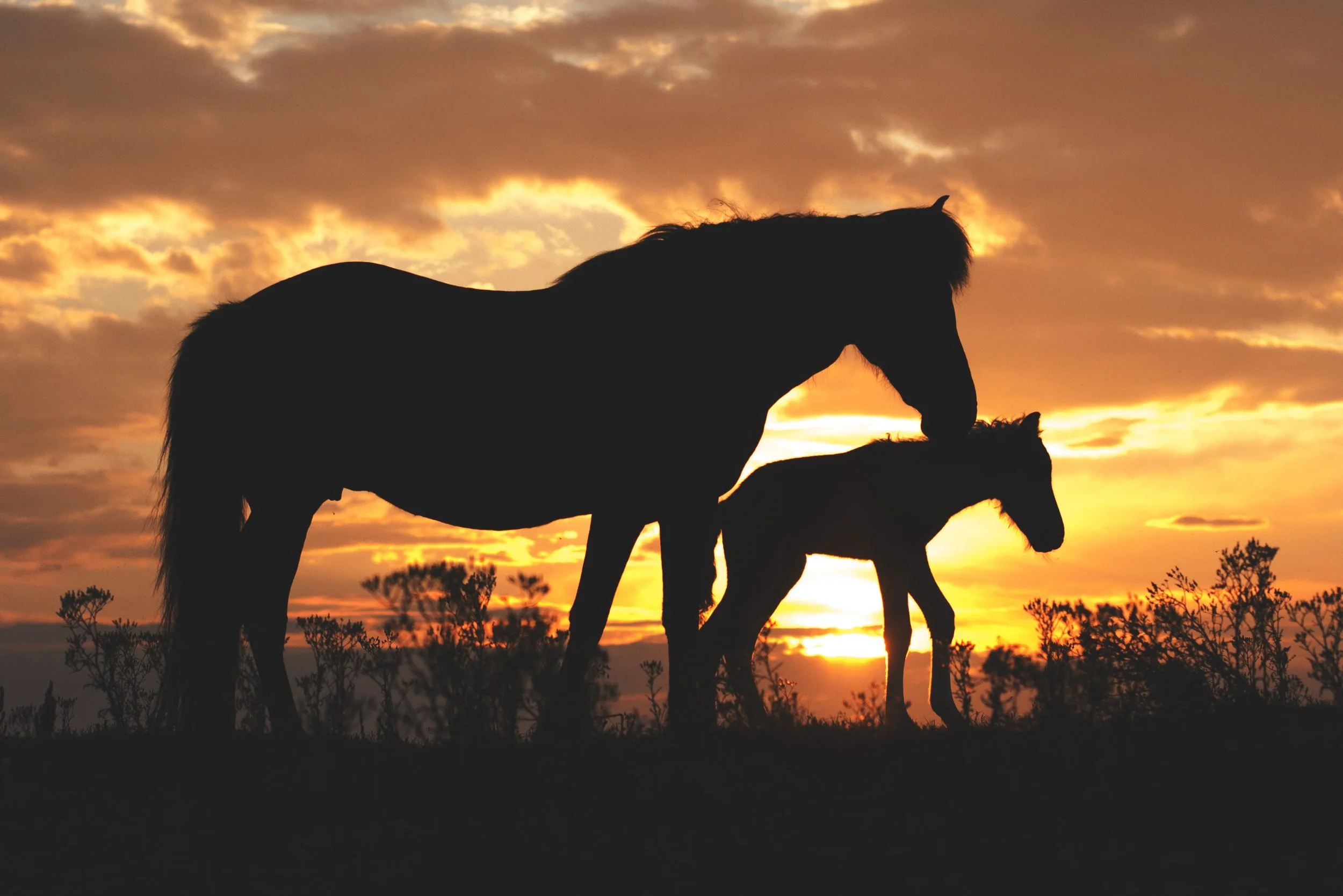 Icelandic foals in the dunes of Vlieland, NL  2014