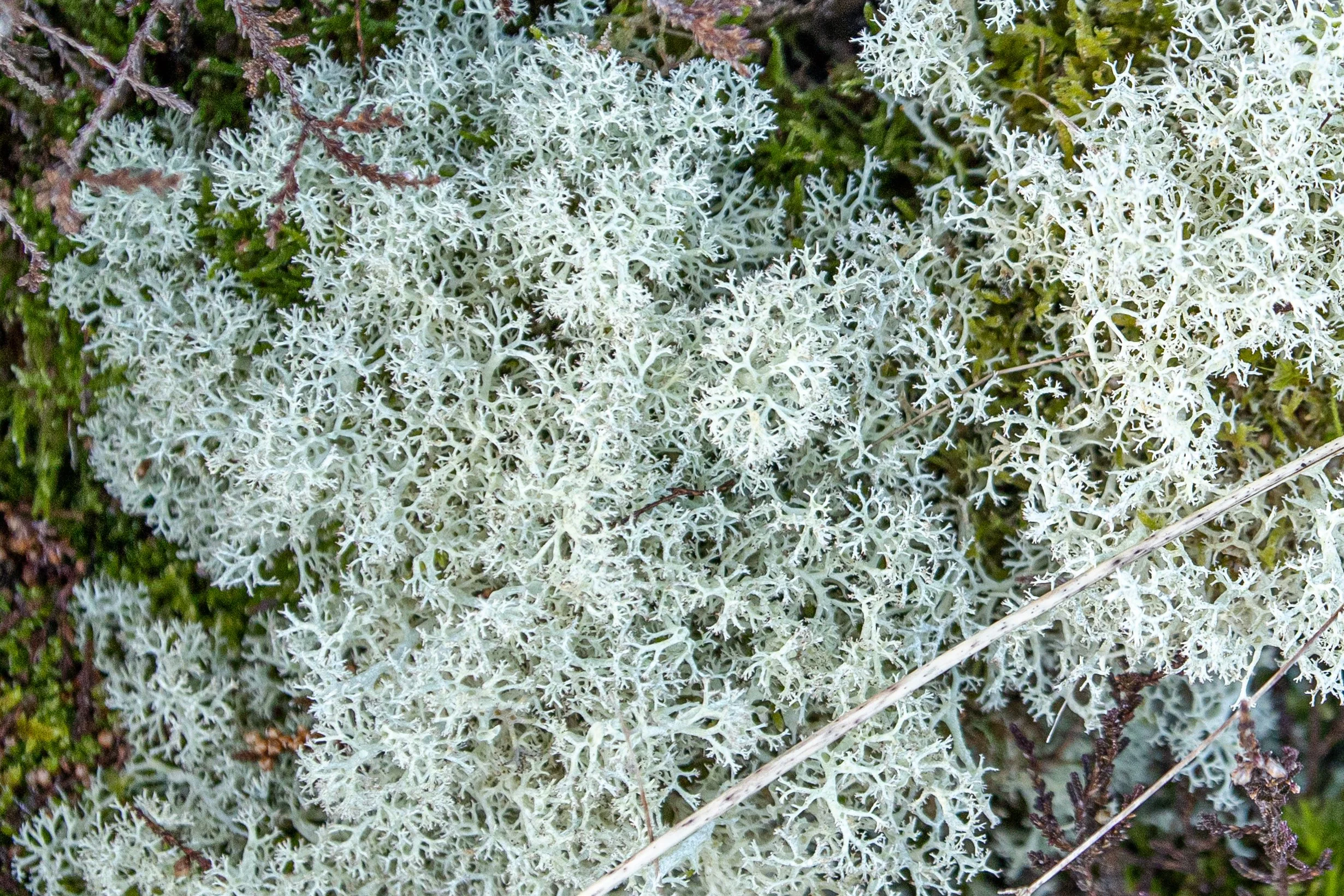 IrisVanVelzenFotografie-_MG_1141.jpg