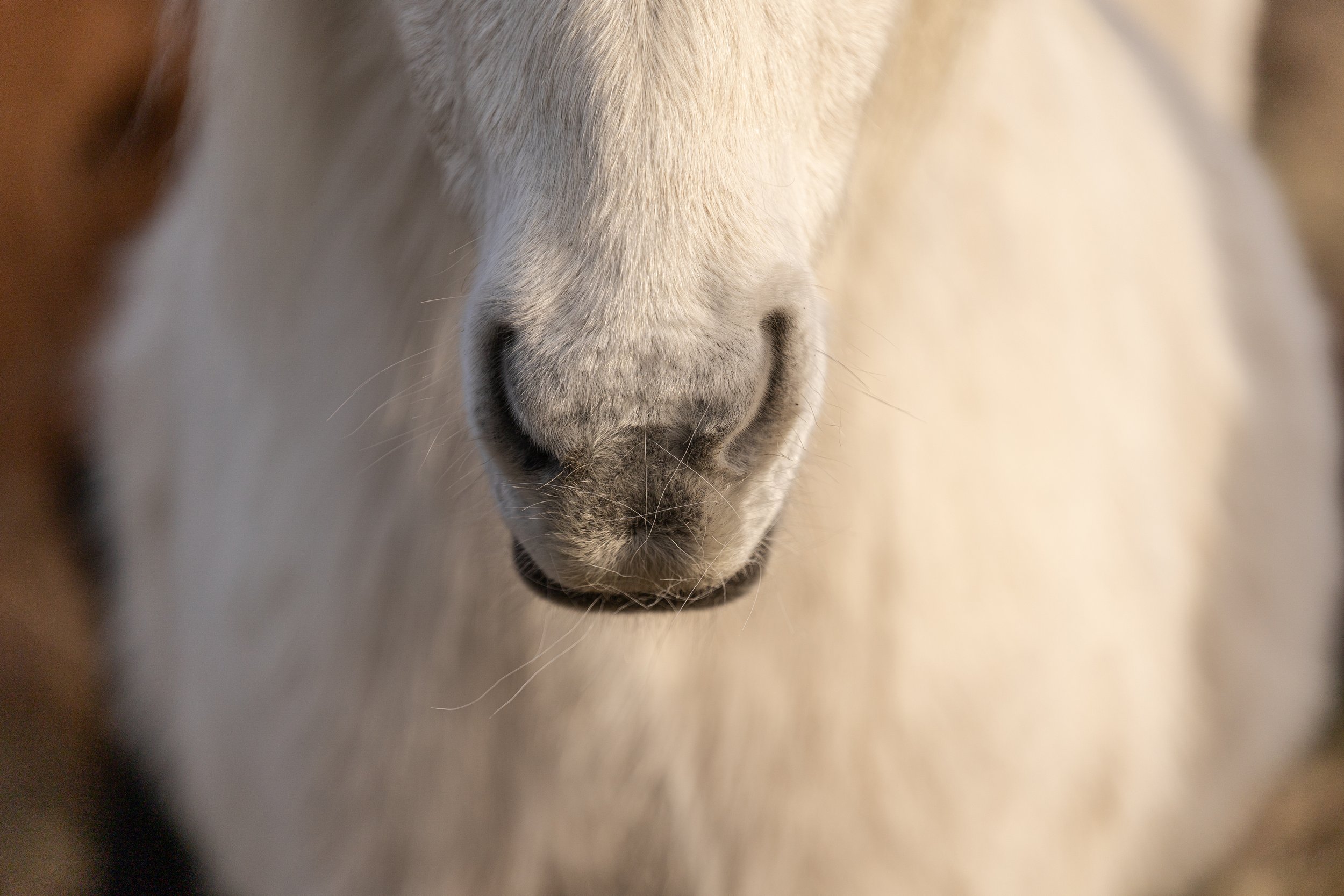 IrisVanVelzenFotografie-_MG_6824.jpg