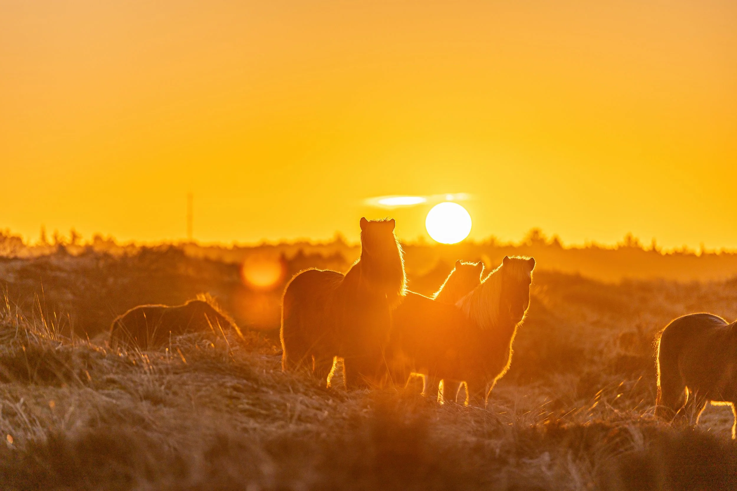 Photographing the colorful mixed herd of The Prairie, Terschelling