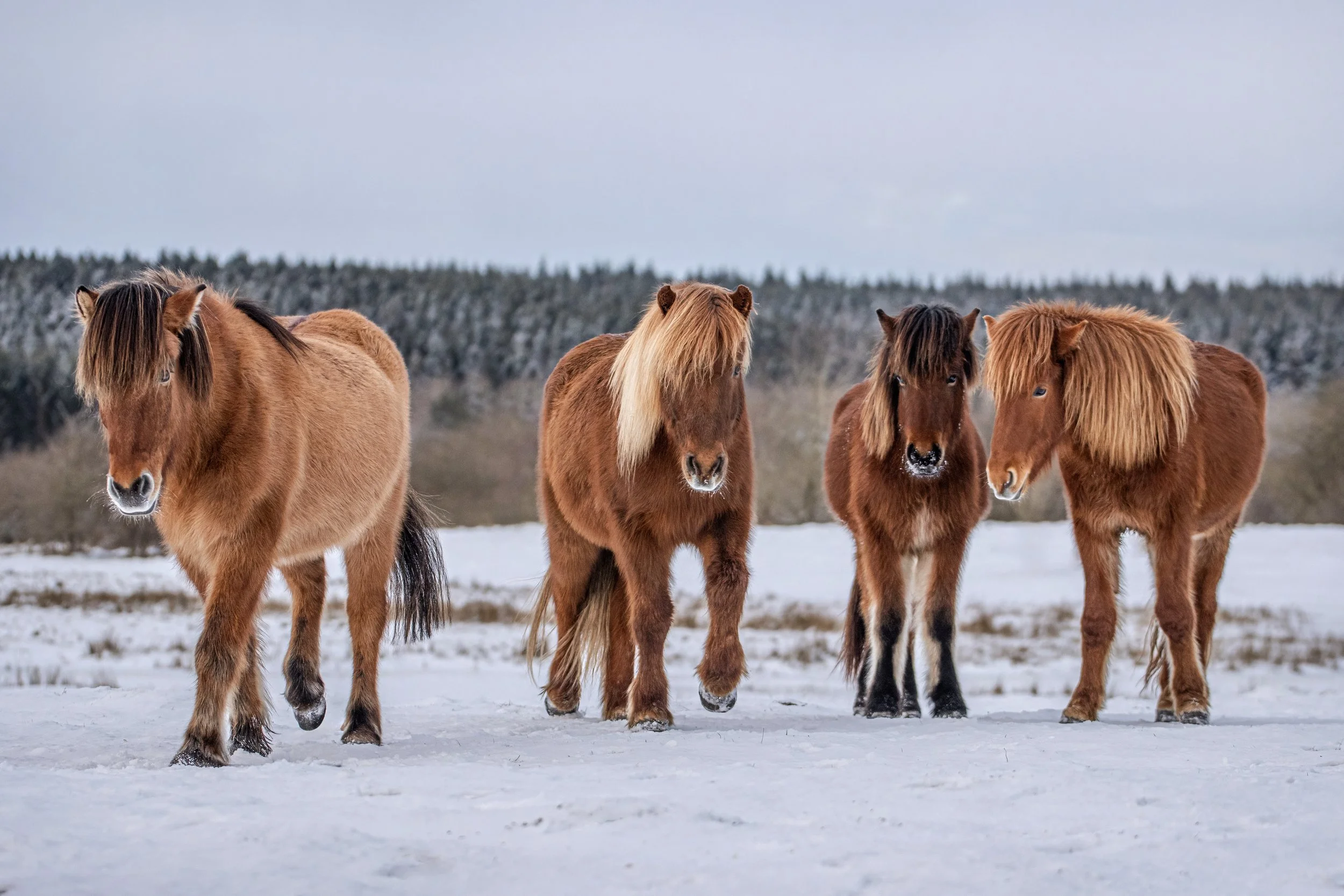 Photographing Icelandic Horses in the snow in Denmark 2024