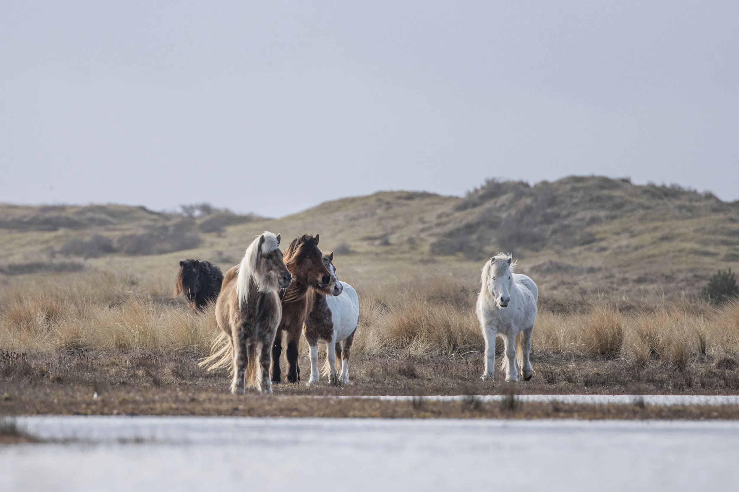 The herd of The Prairie, Icelandic horses and Shetland ponies in the Dunes, Terschelling, NL 2023