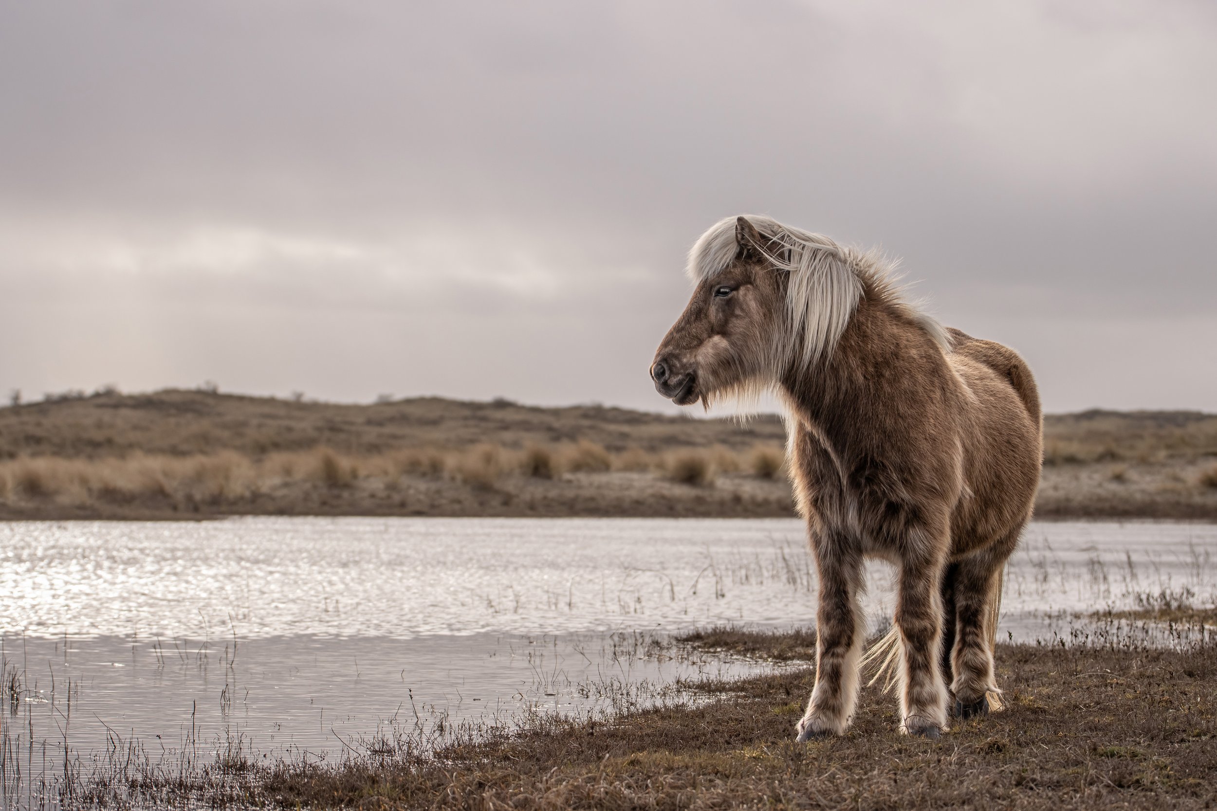 The Icelandic Horse Project goes public. Celebrating ten years as a full-time animal photographer in one weekend