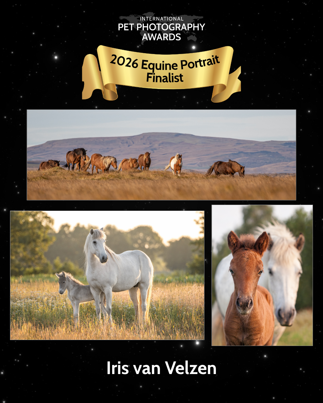 Photographs from the Icelandic Horse project are International Pet Photography Awards finalists