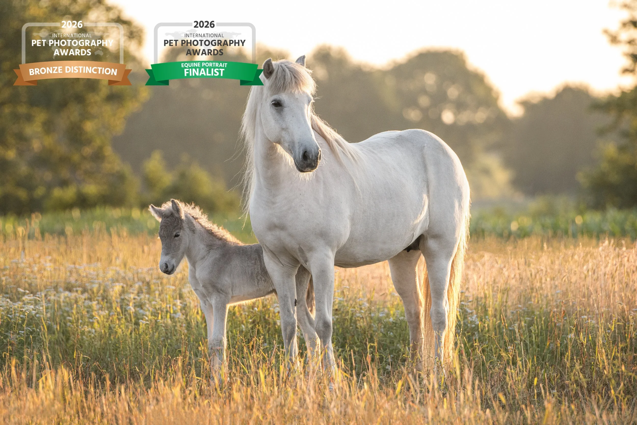 International Pet Photography Awards 2026 Results 