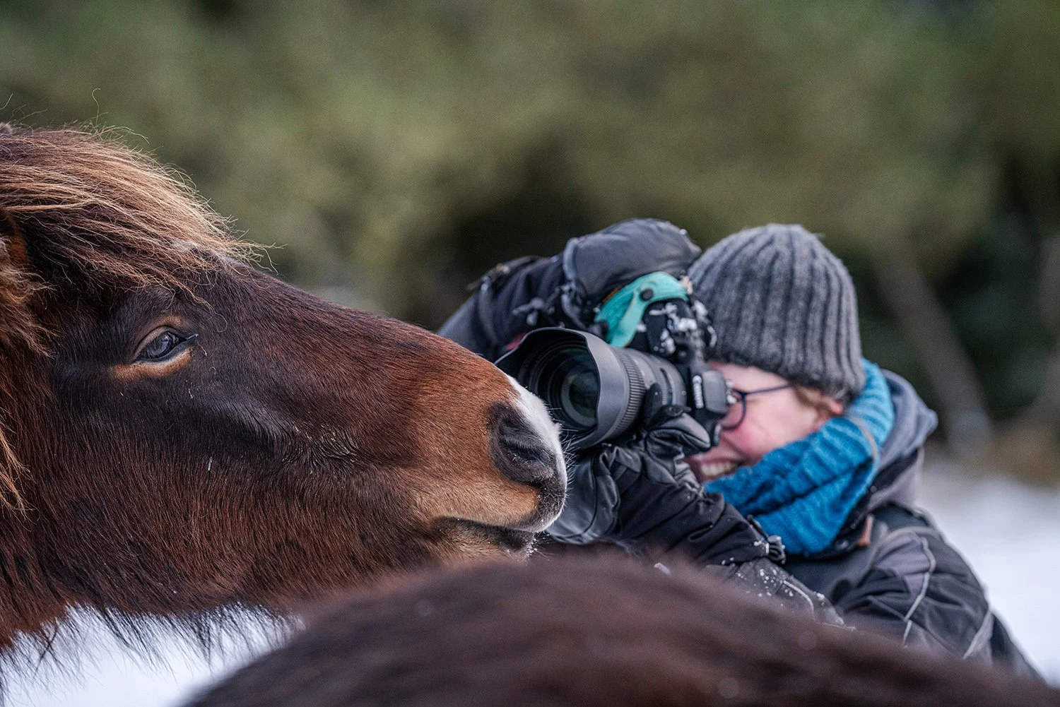 Featured in IJP Magazine- the Dutch Icelandic horse Magazine – Spring Edition