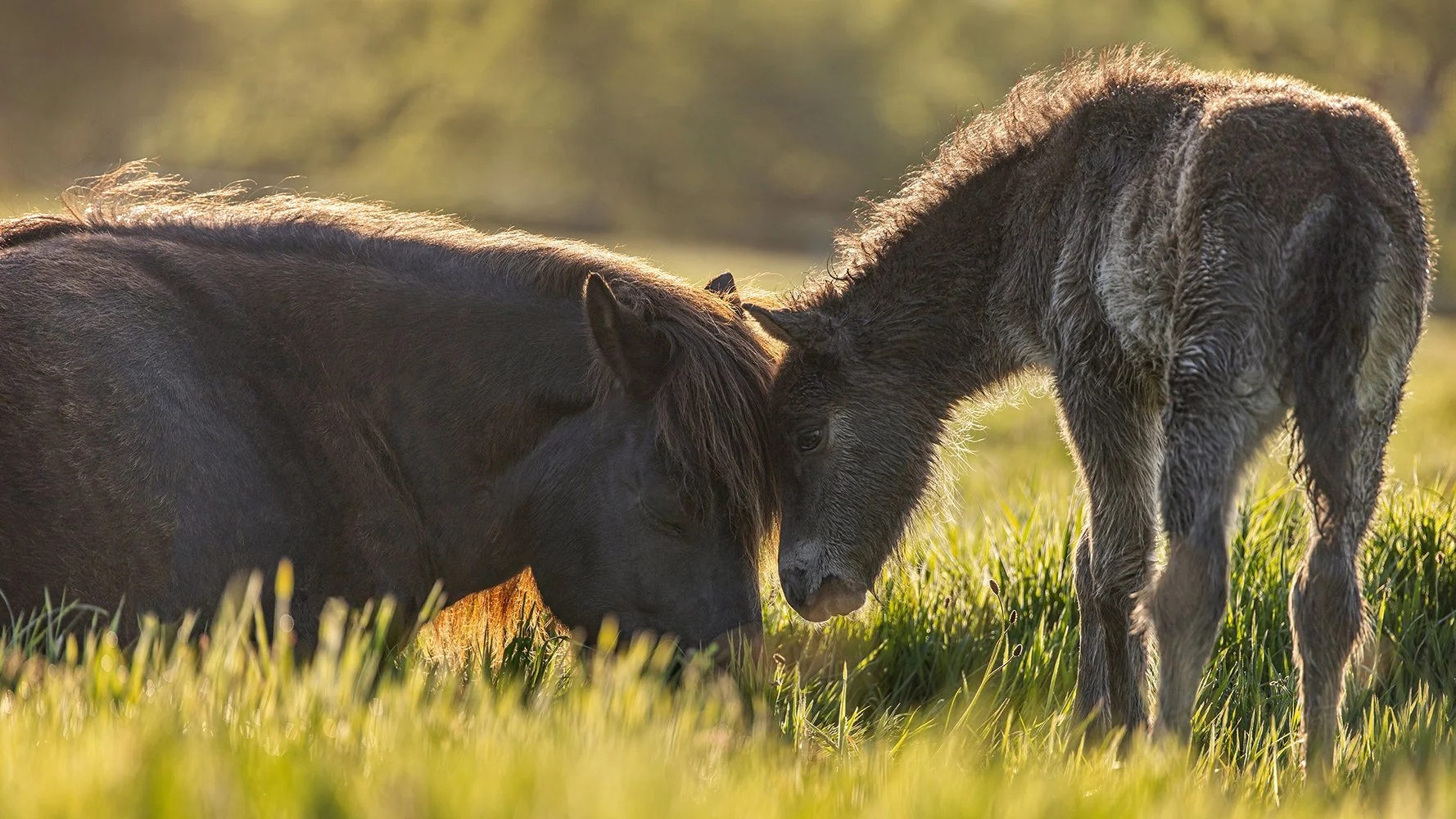 Equinefoalmaremoment_4926-klein.jpg