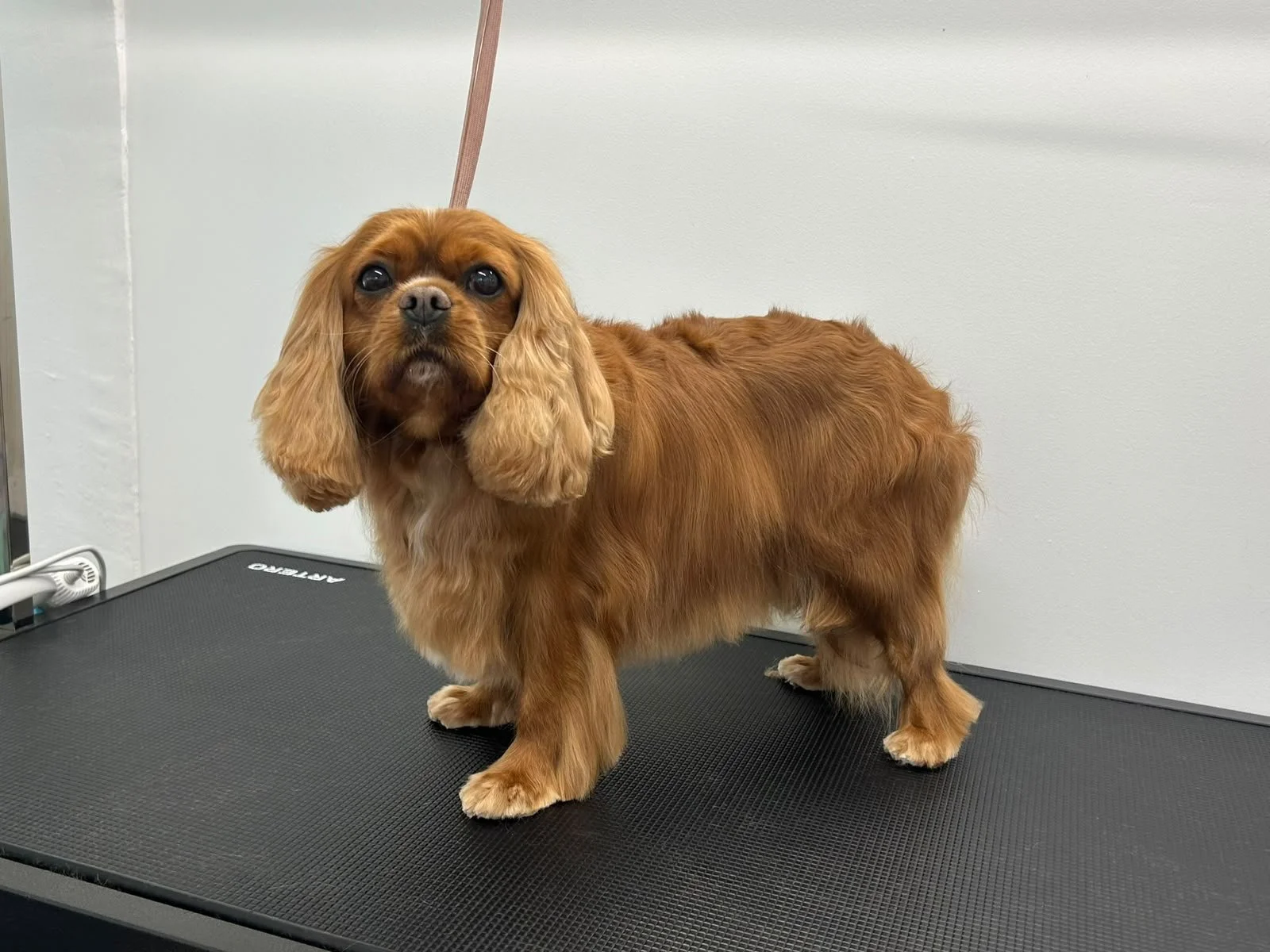 Professionelle Fellpflege mit Herz – für Hunde und Katzen in Kärnten.