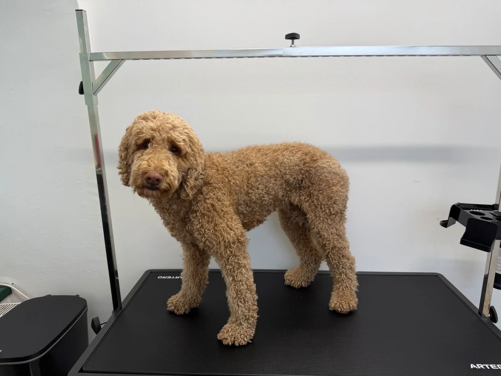 Professionelle Fellpflege für Hunde & Katzen in Klagenfurt am Wörthersee.