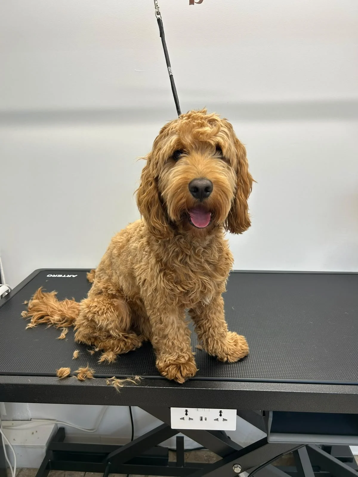 Hundefriseur Klagenfurt