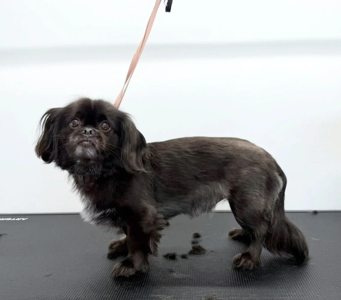 Professionelle Fellpflege mit Herz – für Hunde und Katzen in Kärnten.