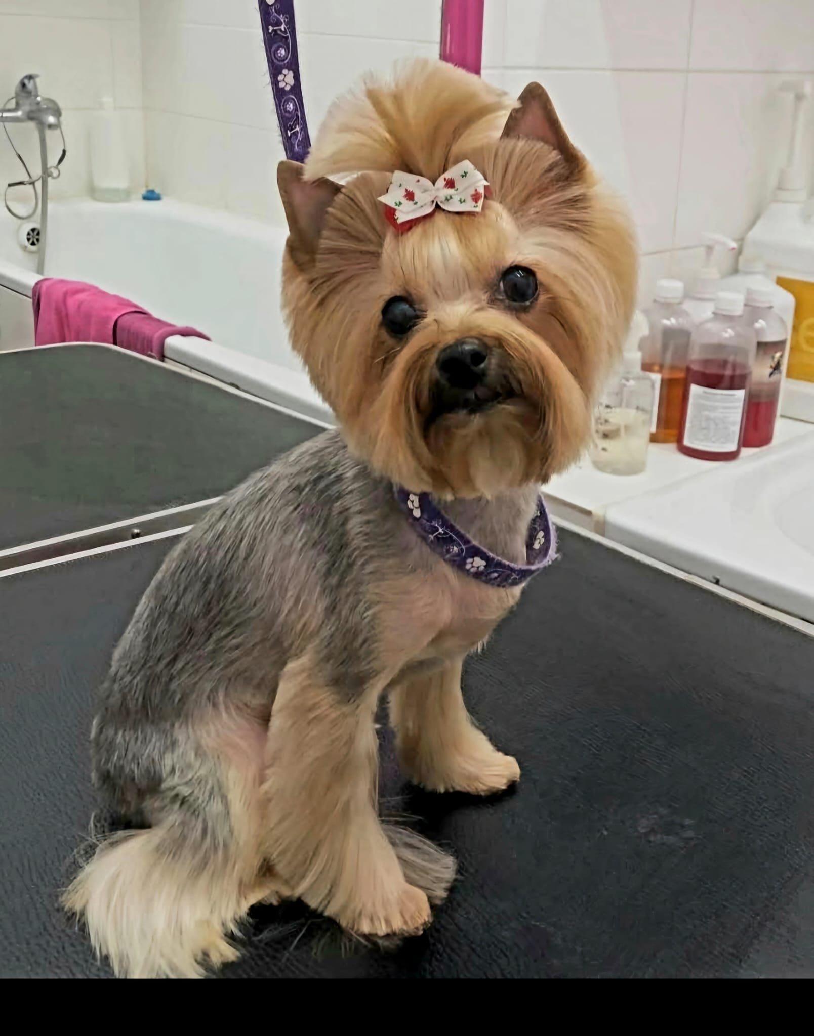 Wellness und Grooming für Hunde in Klagenfurt