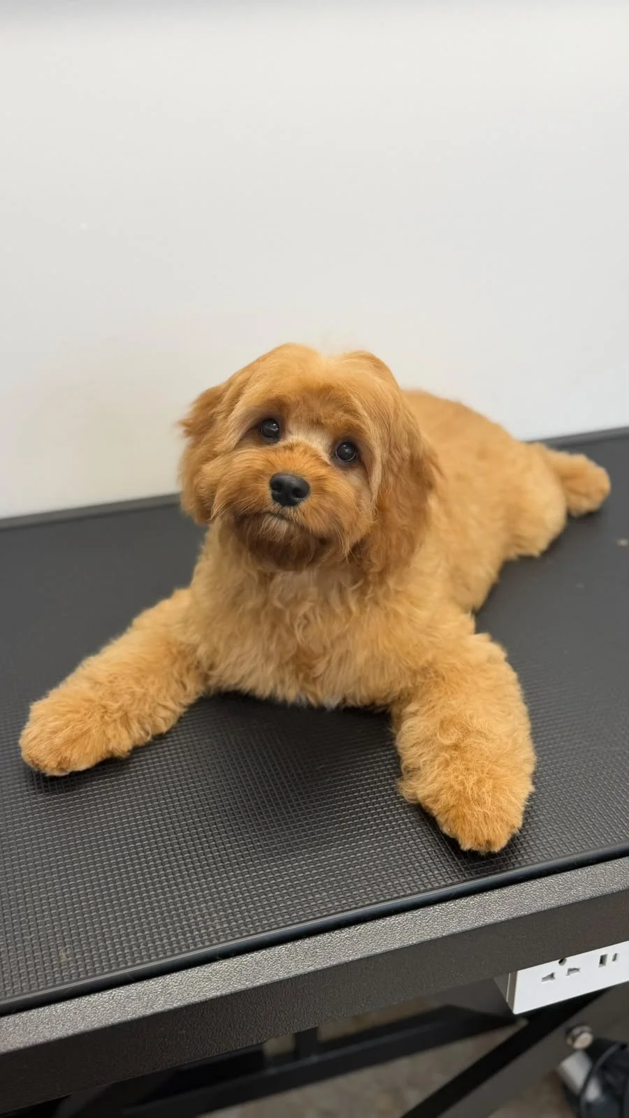 Professionelle Fellpflege mit Herz – für Hunde und Katzen in Kärnten.