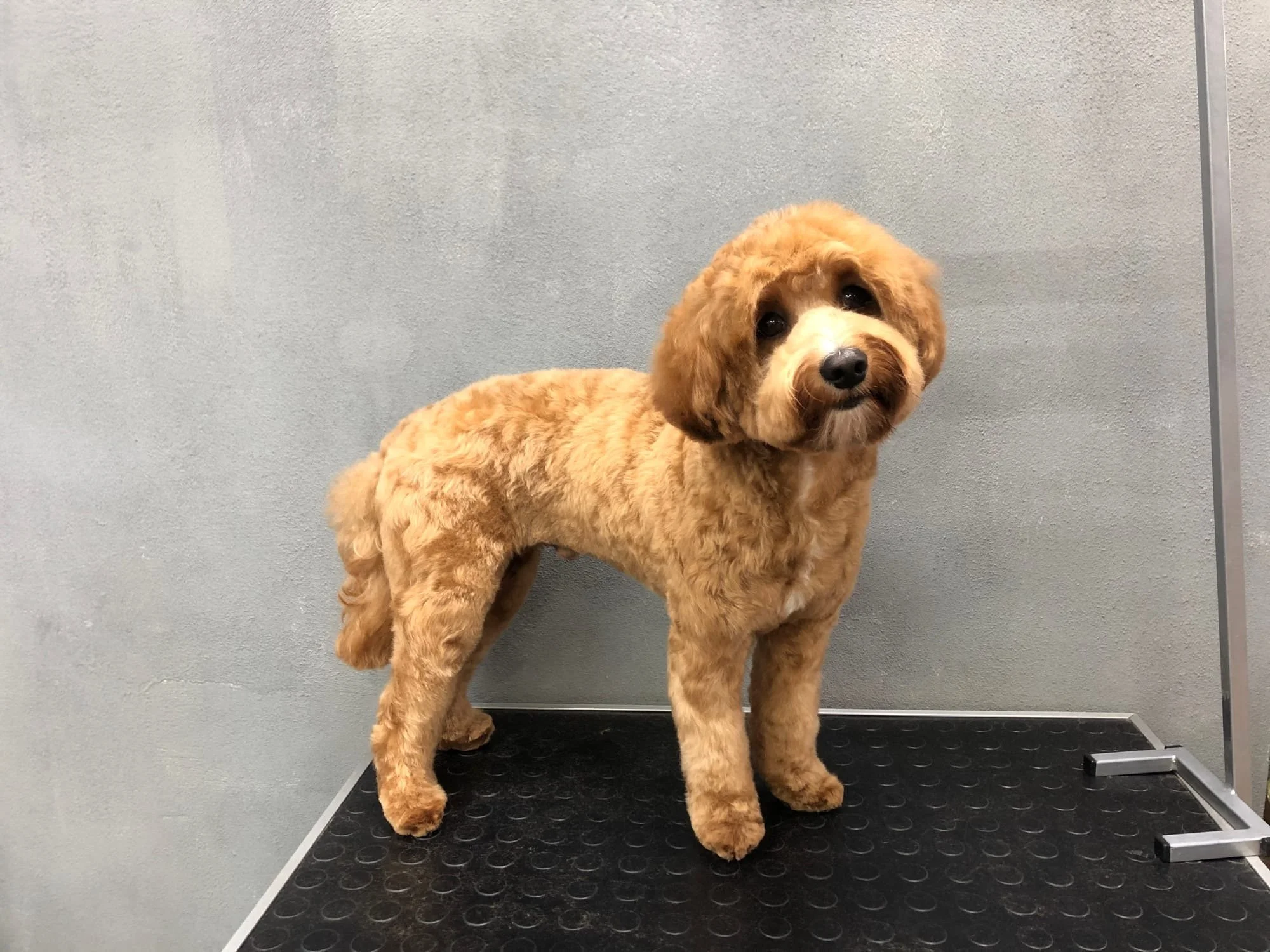 Fellpflege für Hunde im Sir Henry’s Hair Spa Kärnten