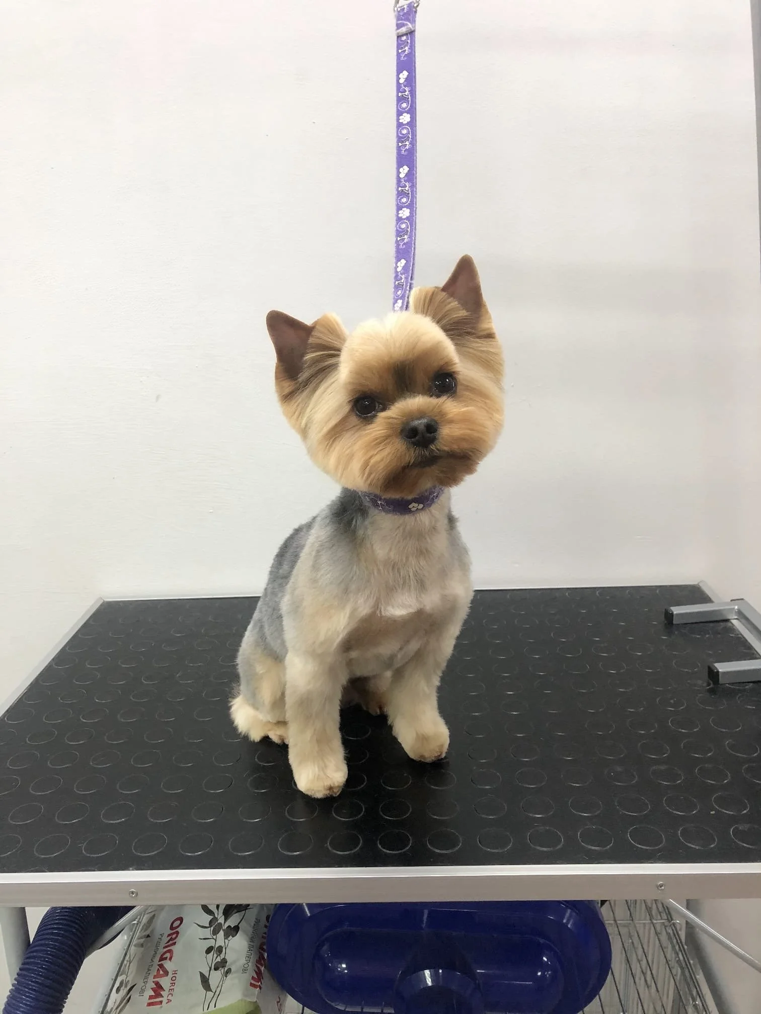 Fellpflege für Hunde in Klagenfurt