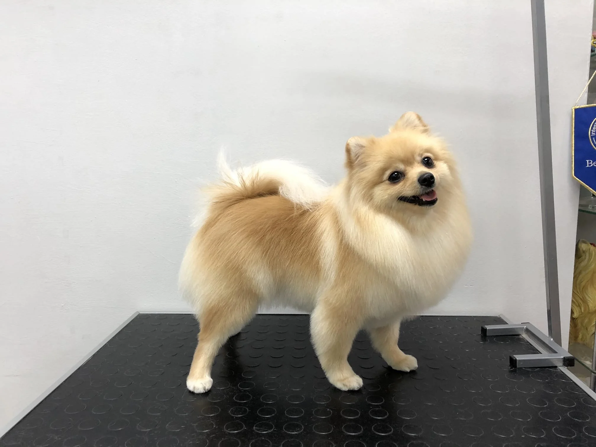 Hunde- und Katzensalon in Klagenfurt Kärnten