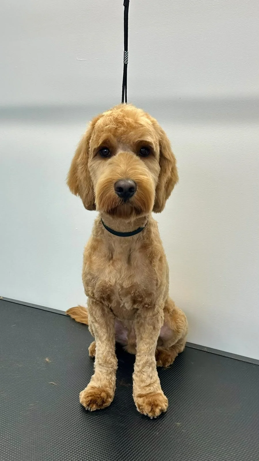 Professionelle Fellpflege für Hunde & Katzen in Klagenfurt am Wörthersee.
