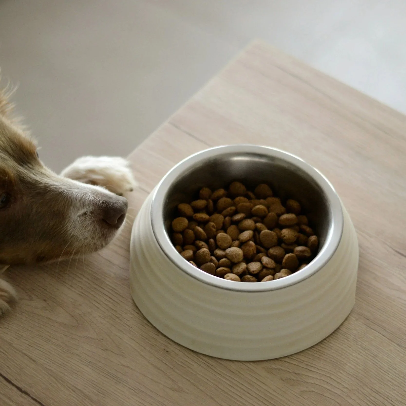 Ernährungsberatung für Hunde in Kärnten