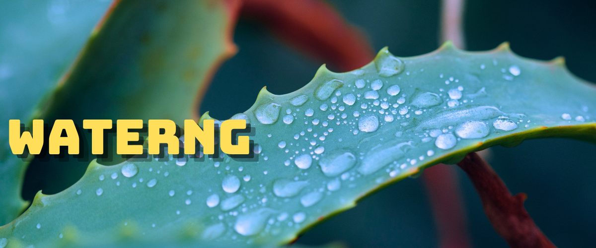 Watering Aloe Vera plant