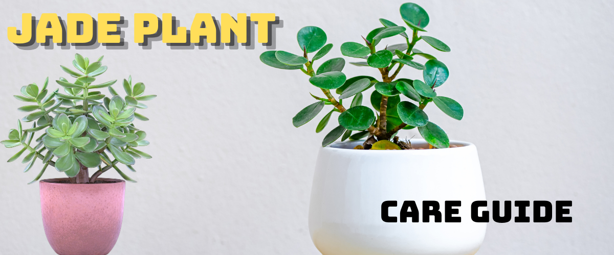 Jade Plant Care guide