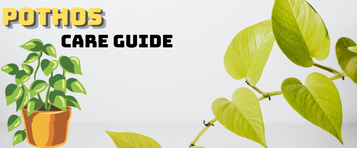 pathos plant text pathos care guid