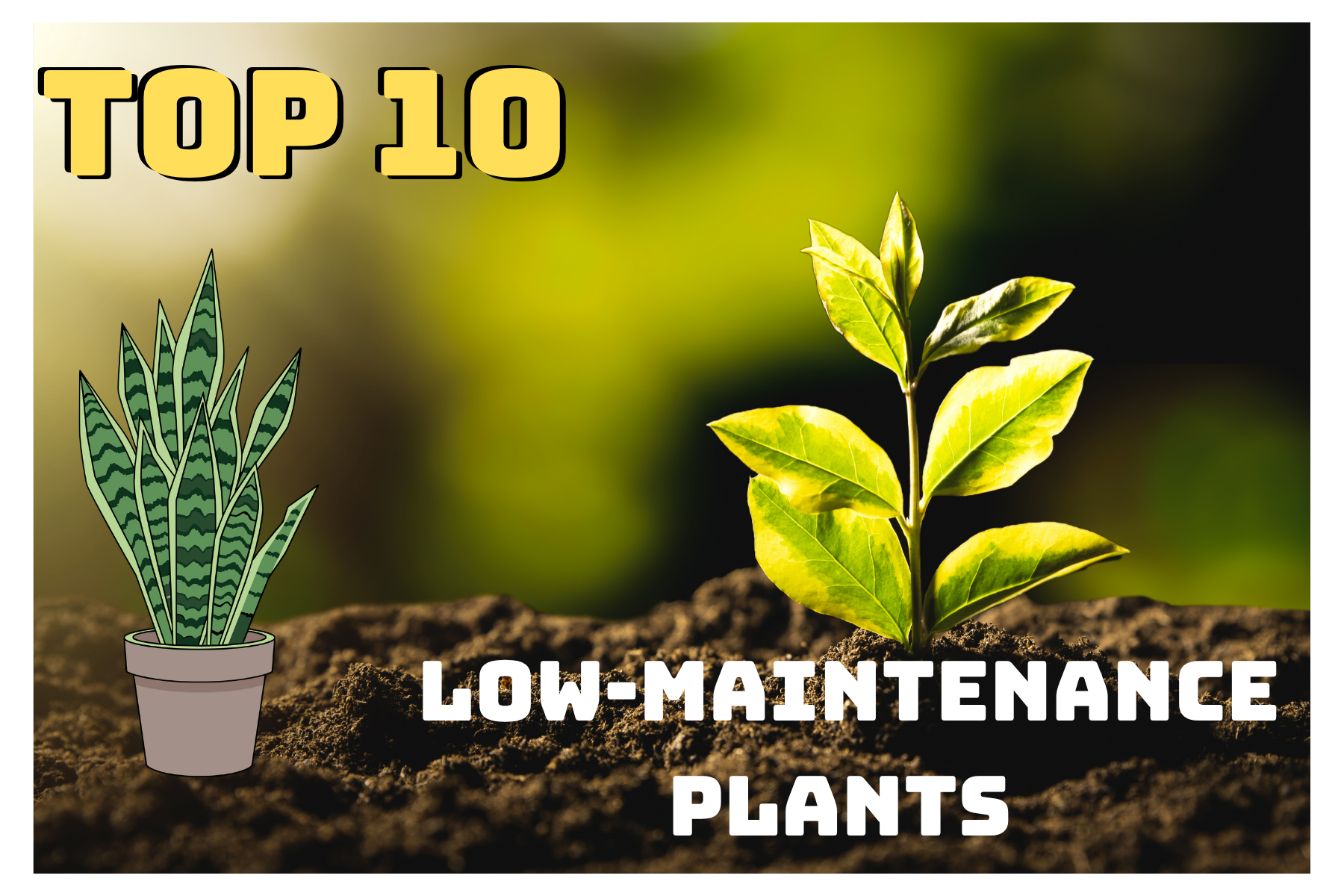 10 Low-Maintenance Plants That Thrive With Almost No Care