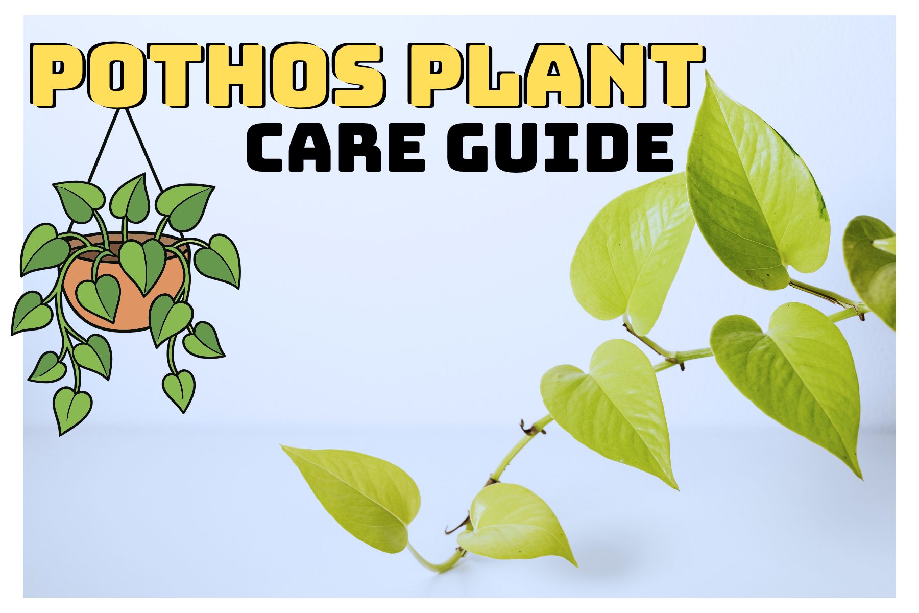 Pothos Plant Care: Fast Growth With Minimal Effort