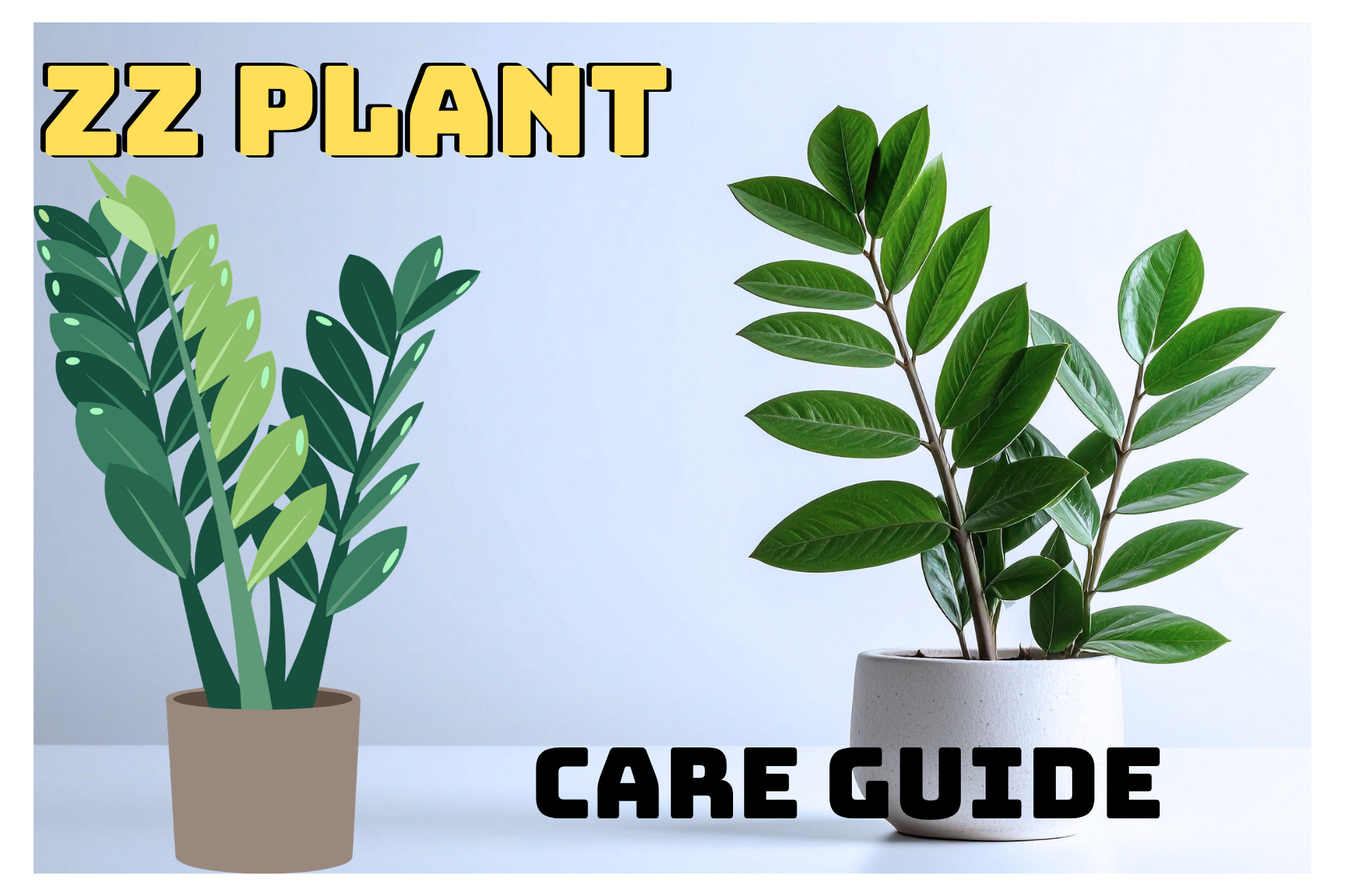 ZZ Plant Care Guide: The Ultimate Low-Light Survivor