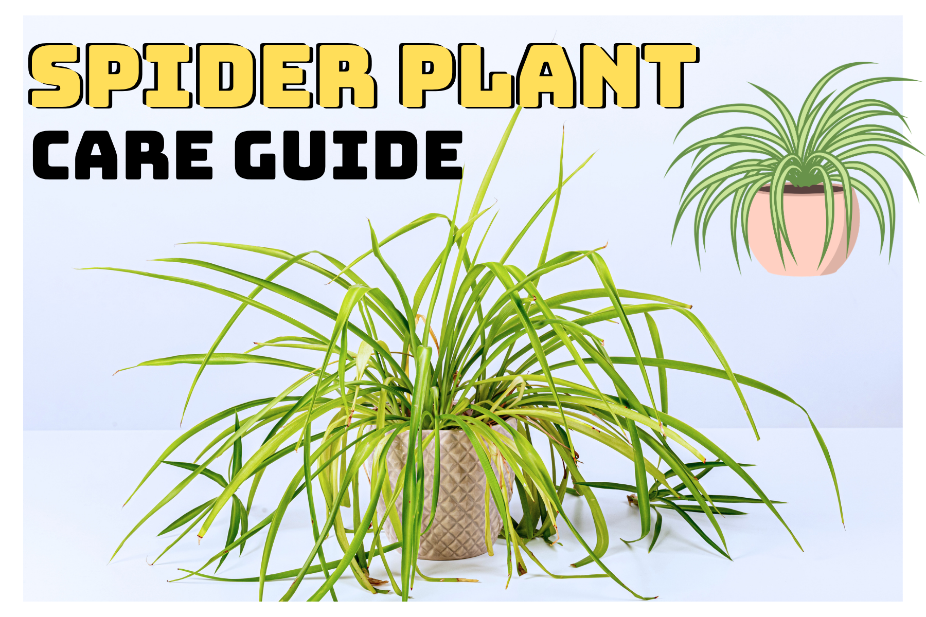 Spider Plant Care: Grow Fast and Multiply Easily