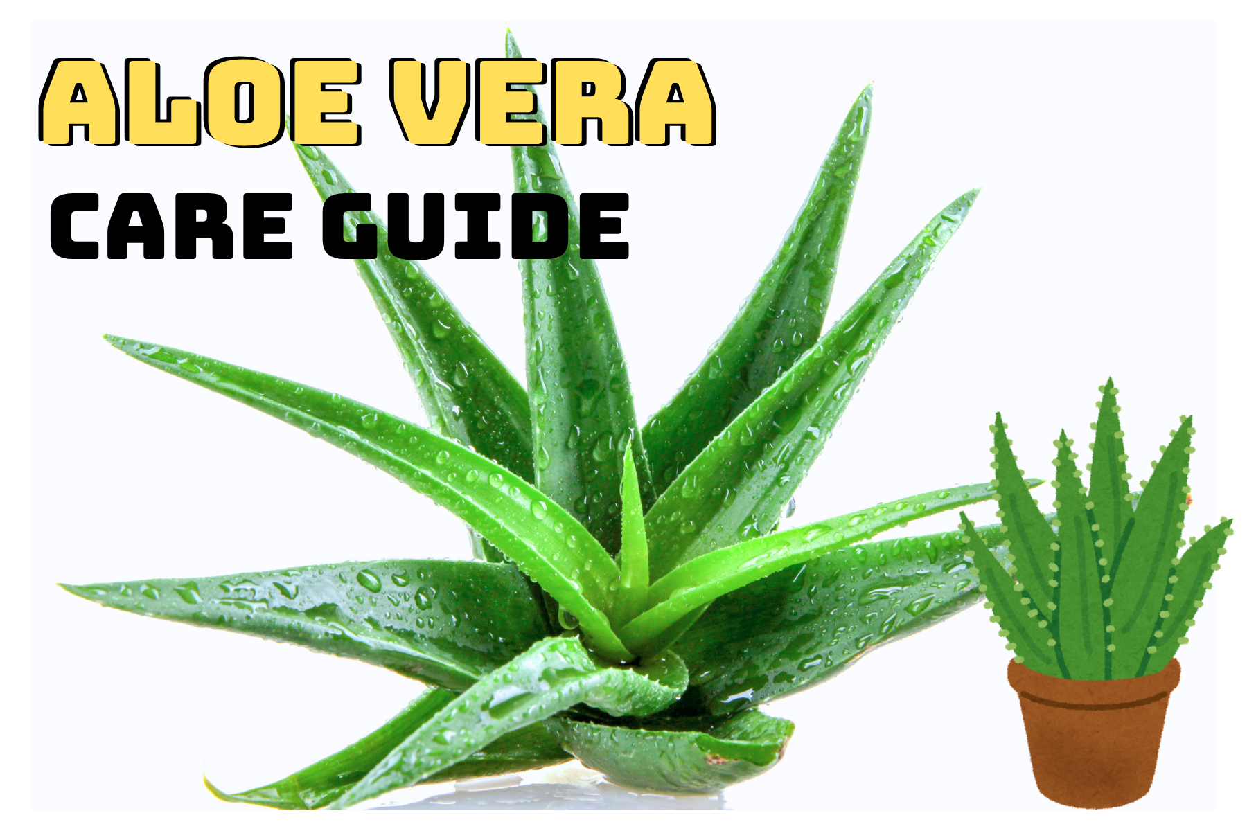 Aloe Vera Care Guide: Grow Healthy, Useful Plants Easily