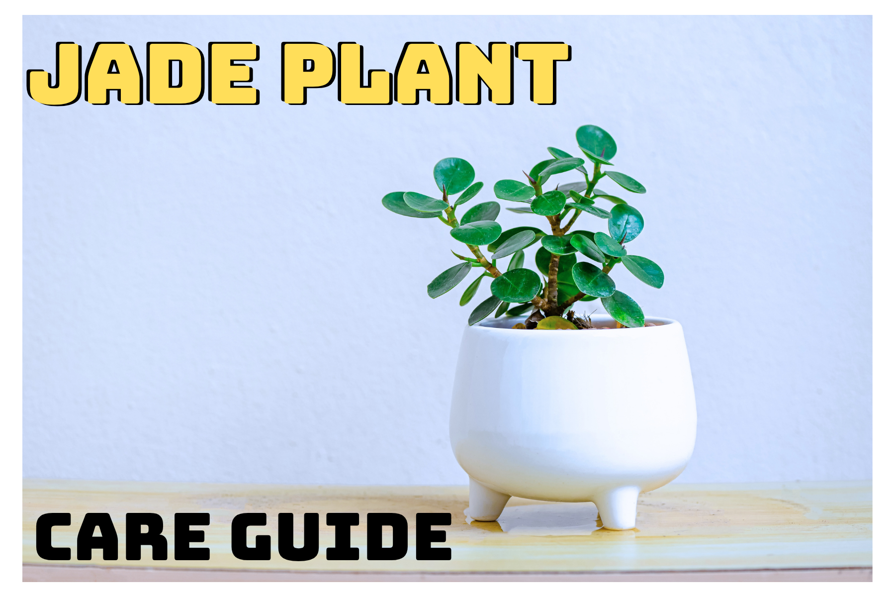 Jade Plant Care Guide: Long-Living Succulent for Beginners