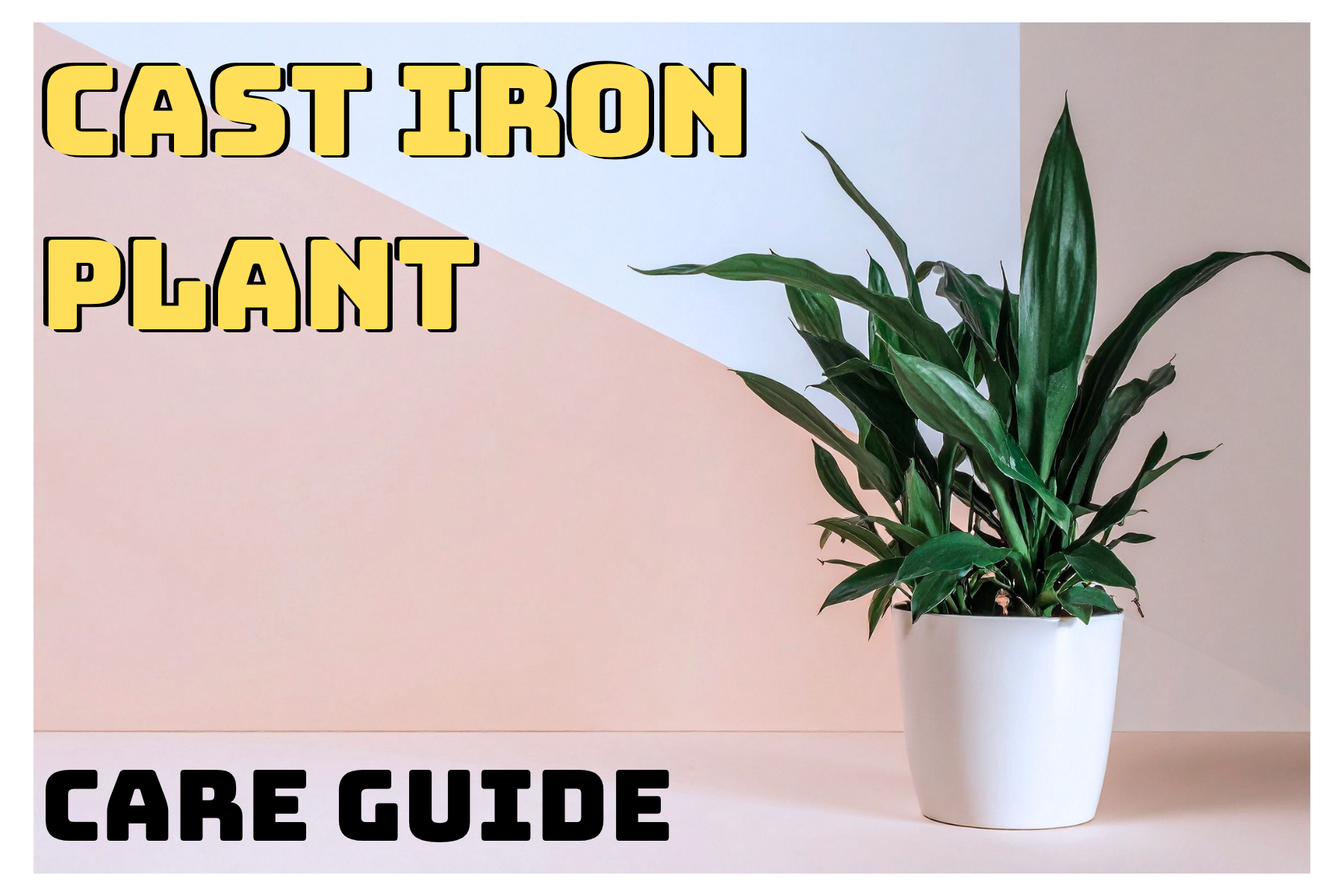 Cast Iron Plant Care: The Most Unkillable Indoor Plant