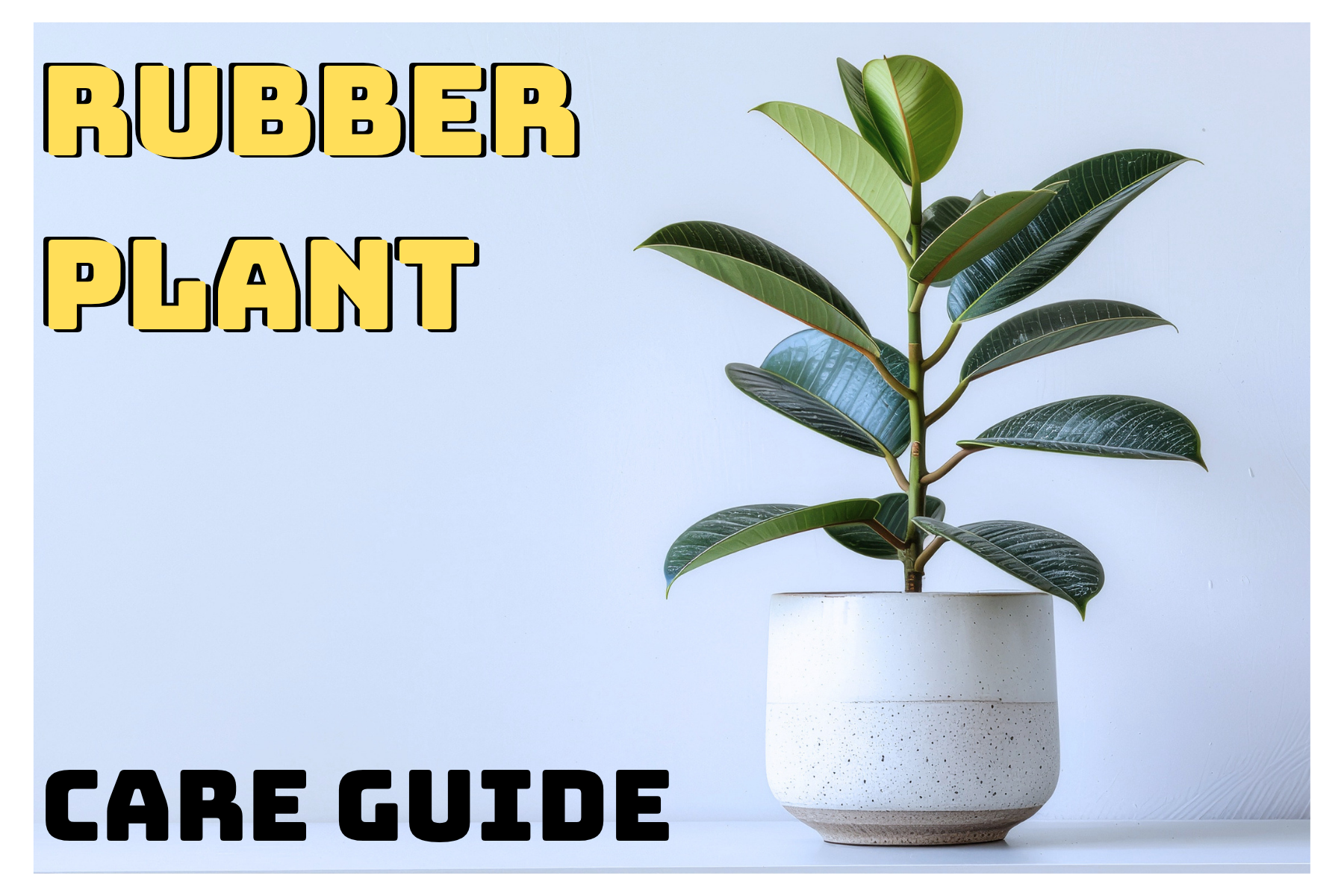 Rubber Plant Care Guide: Bold Indoor Tree Made Easy