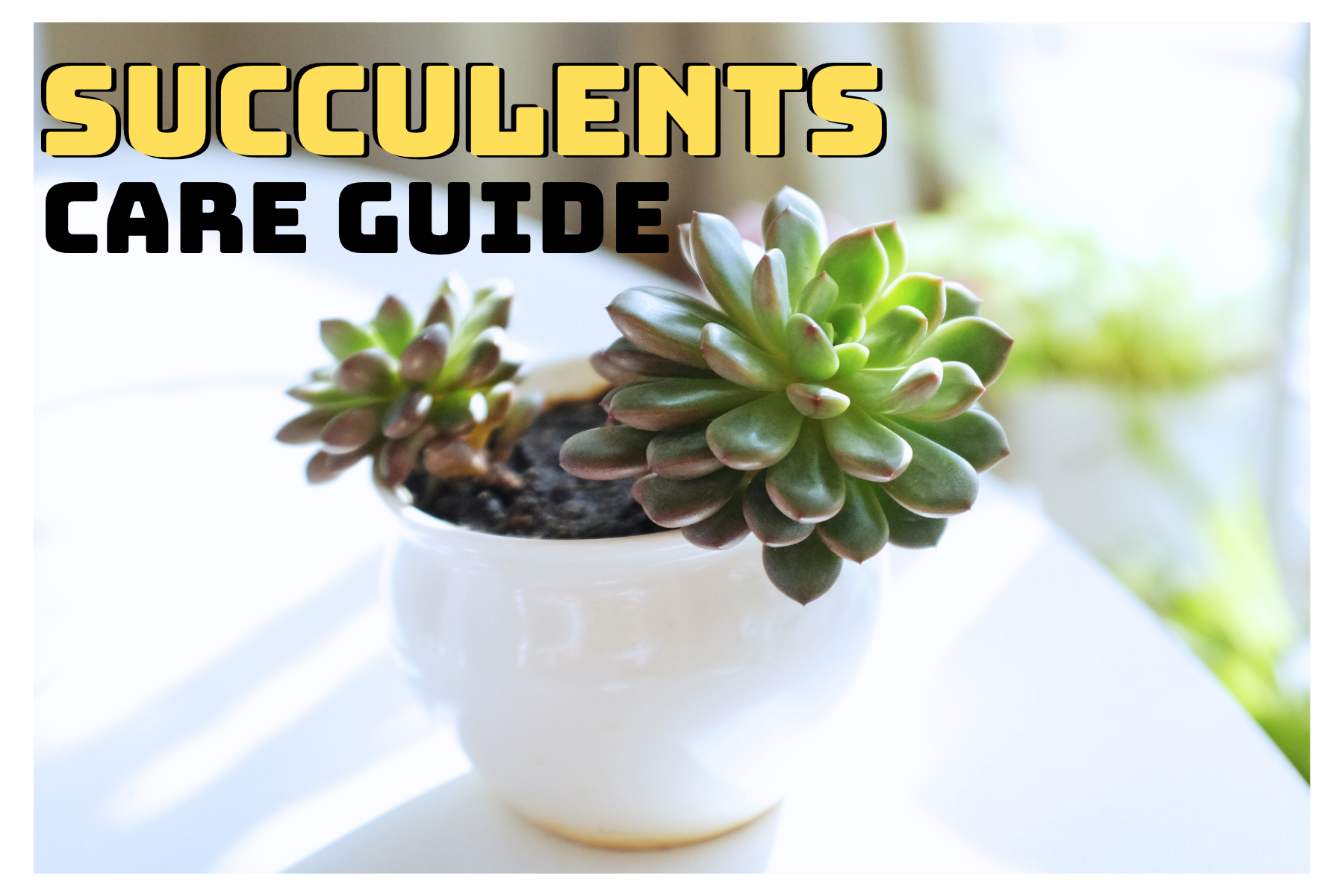 Succulent Care Guide: Simple Low-Water Plants That Thrive