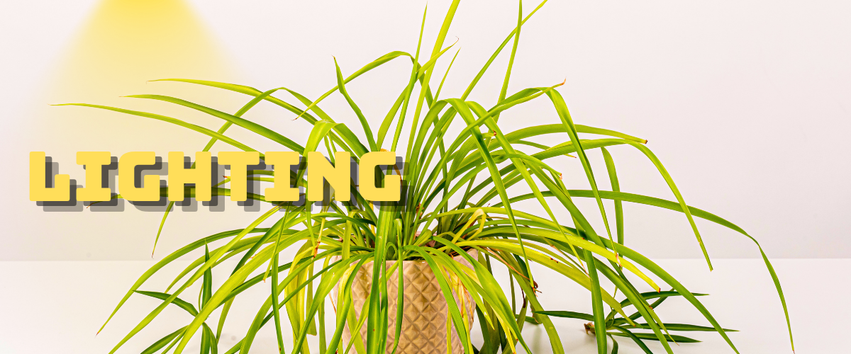 spider plant lighting