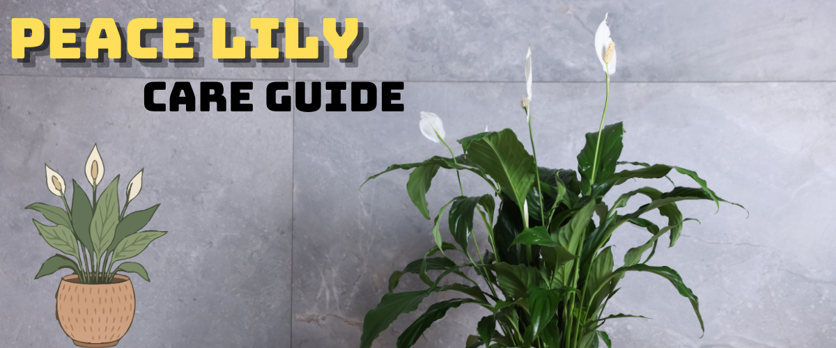 Peace Lily care guide