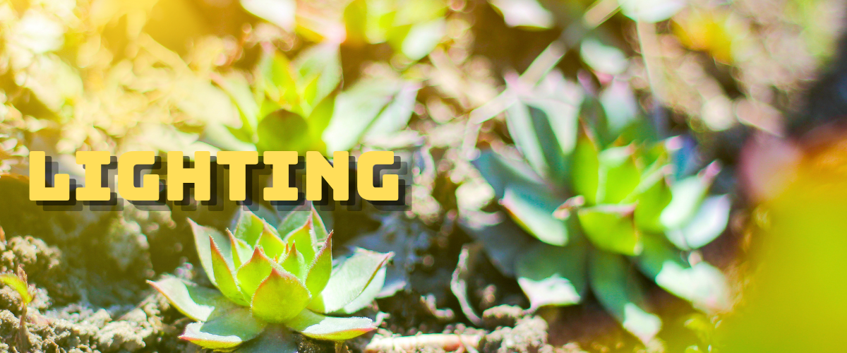 Succulents under light