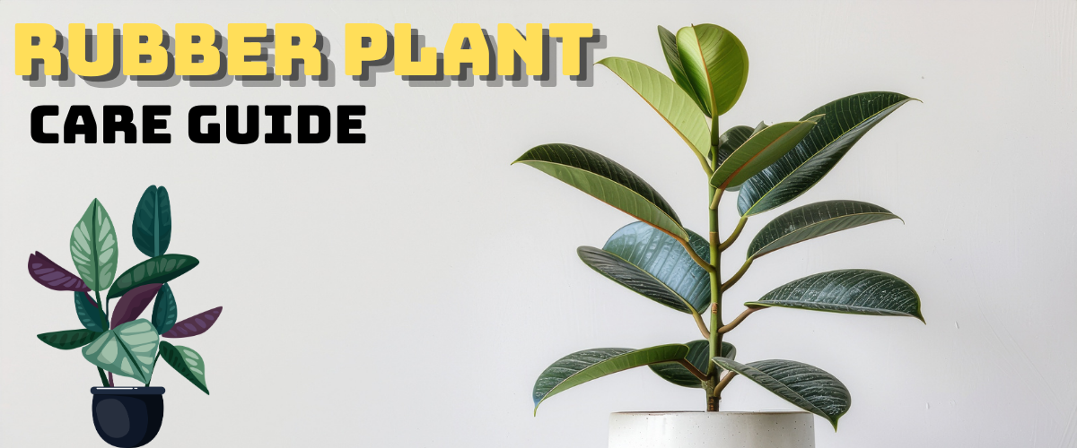 Rubber Plant care guide