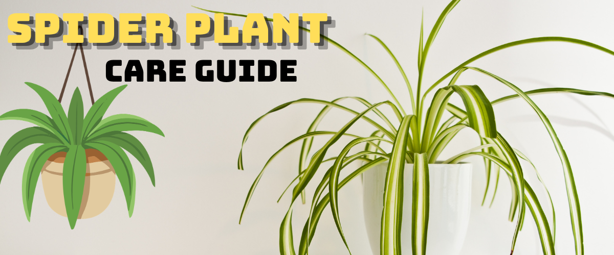 spider plant care guide