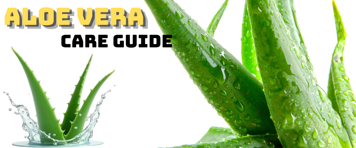 aloe vera care guide