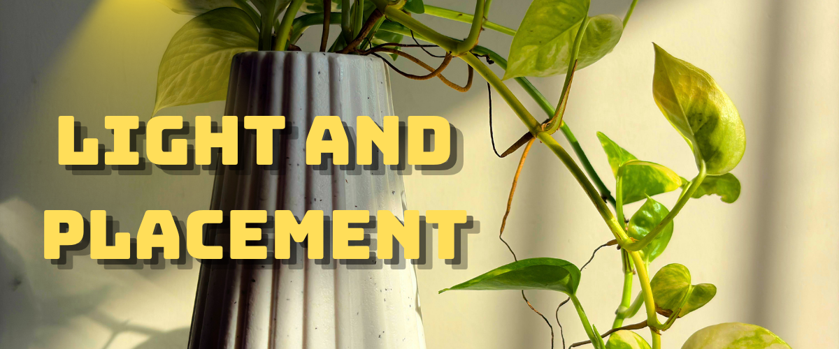 lighting and placement pathos plant