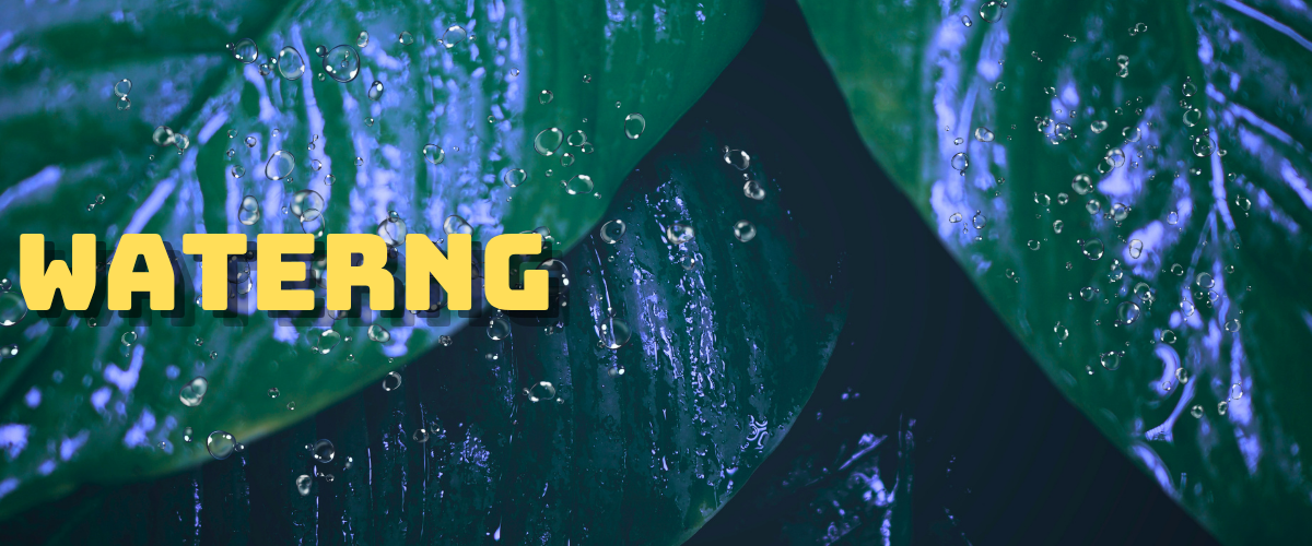 watering a Rubber Plant