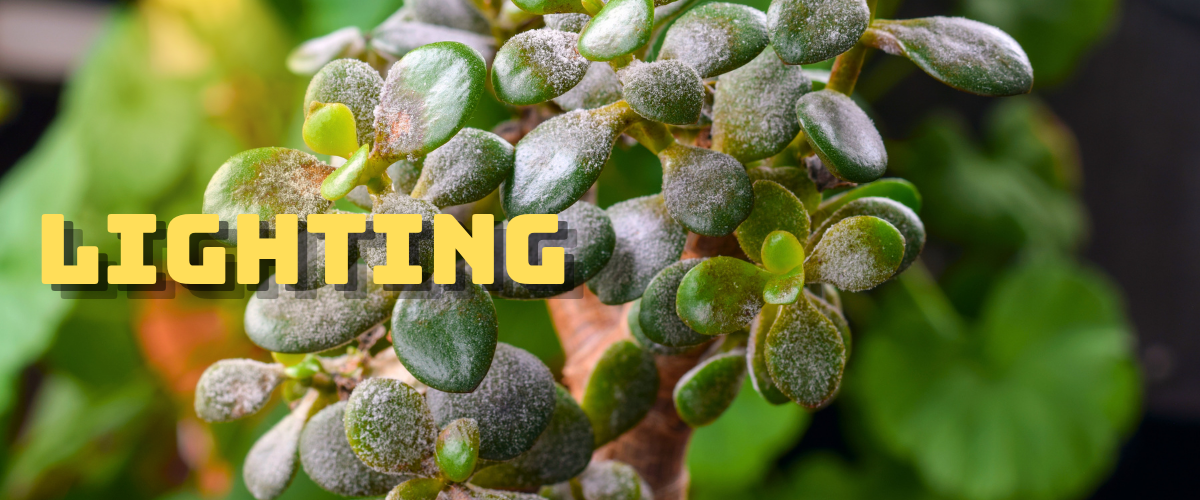 Jade Plant under light